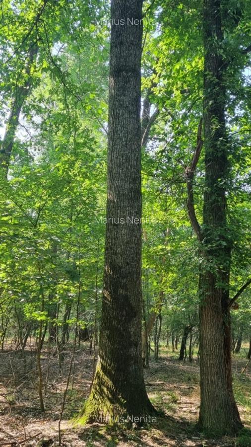 Vnd teren forestier - padure 300 ha - 1