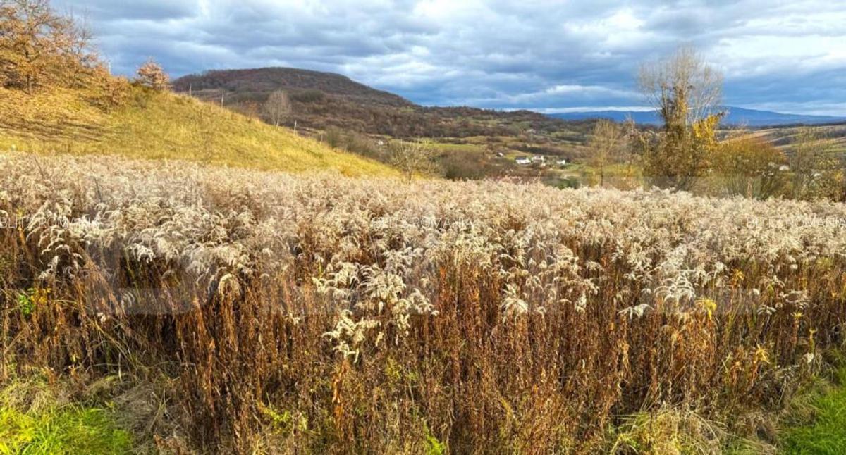 Teren extravilan de vanzare, 2400 mp, zona Valea Ghinzii - 4