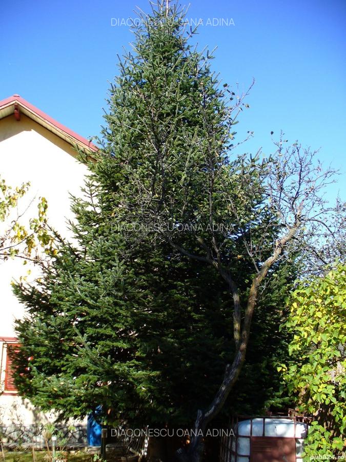 Casa si teren CAMPINA Valea Doftanei, Lunca Mare, Sotrile - 3