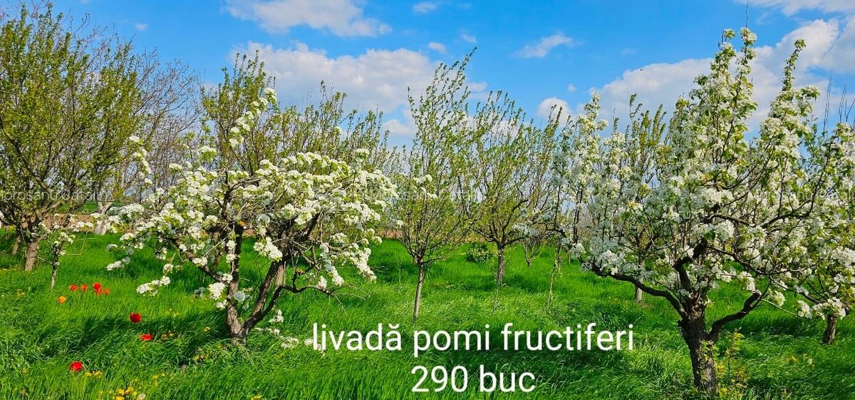 Casă și teren intravilan pentru investiții - 3