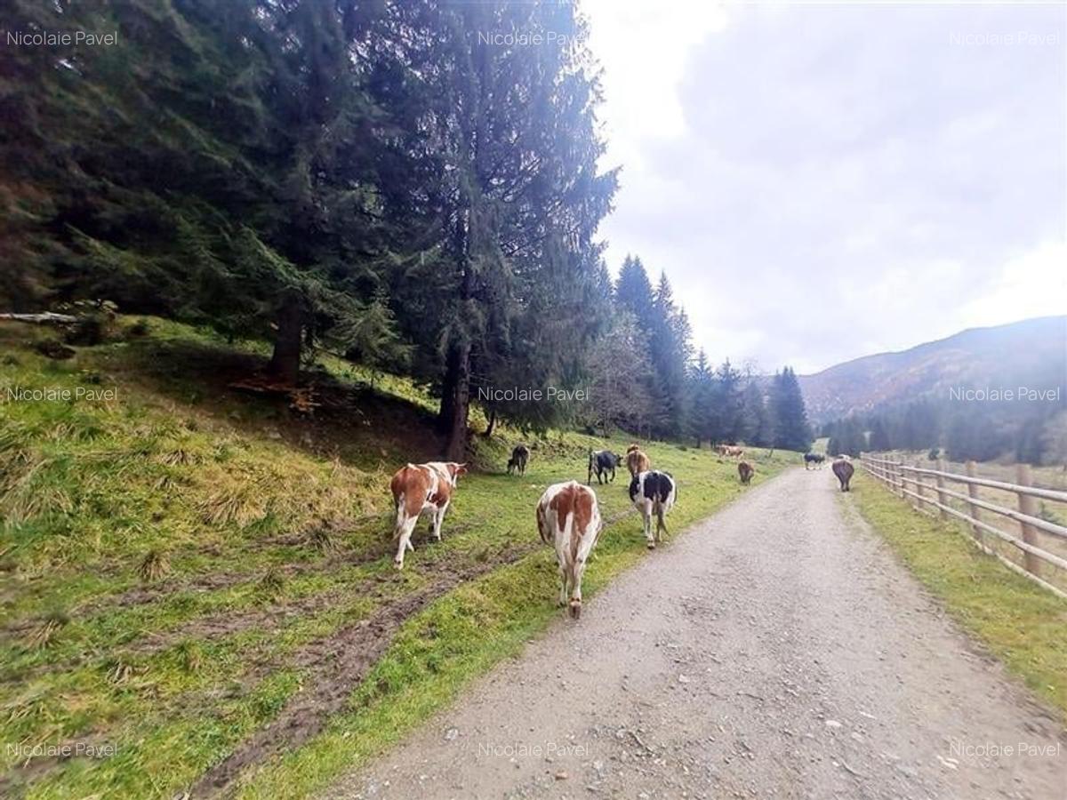 Teren intravilan panoramic 4.600mp,view iconic Piatra Craiului,oportunitate prem - 5