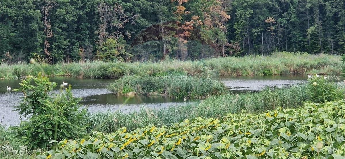 DE VANZARE Teren lac, 4500mp Moara Vlasiei - 2