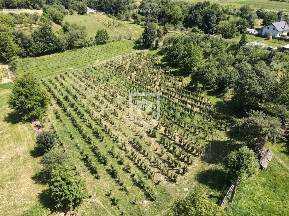 Ferma agricola, plantatii de mure, trandafiri, vita-de-vie - 1