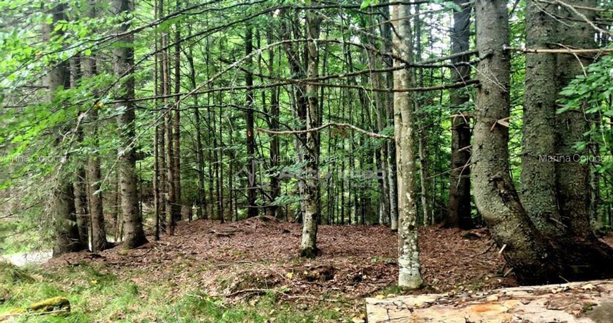 Teren 7 ha, Lac Vidraru, Podis Molivis - 4