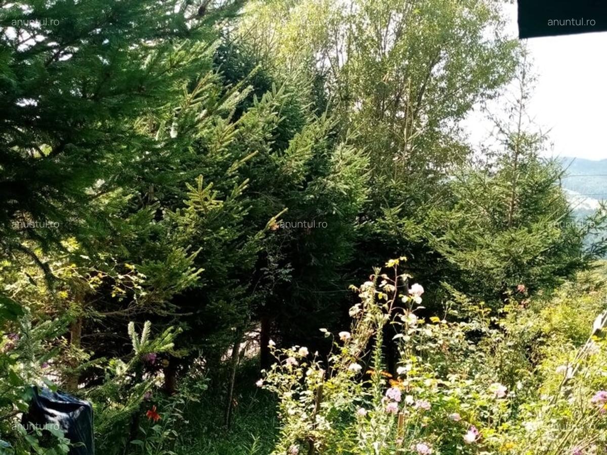 Valea Doftanei Tesila, Negrasi - 5