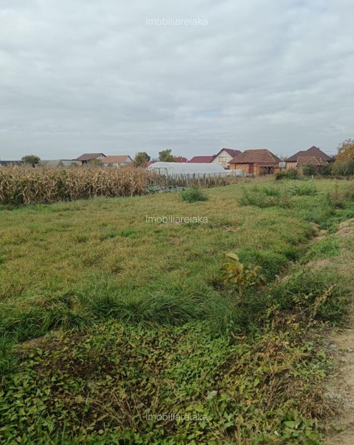 Mocira, 8 ari teren - 3