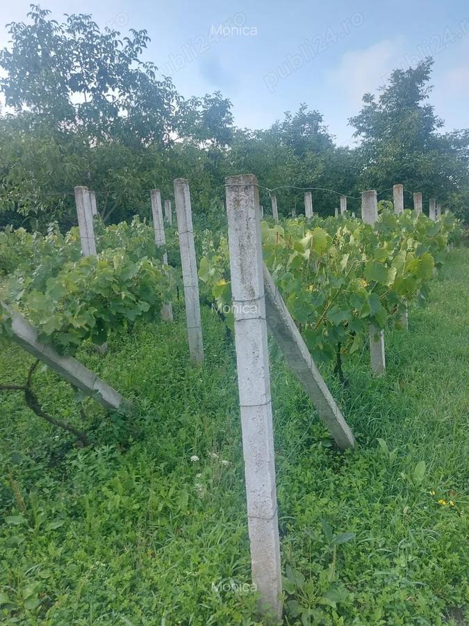 Casa tip cabana cu livada jud Alba - 10