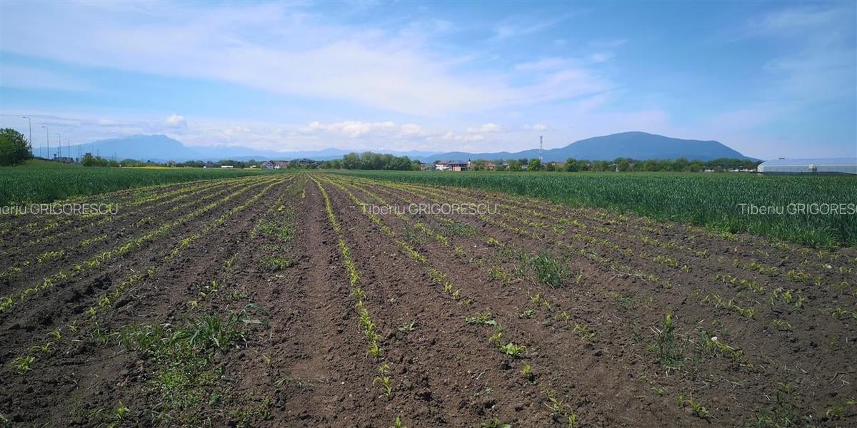 Teren Construcții intravilan de 1693 mp, în Stupini - 3