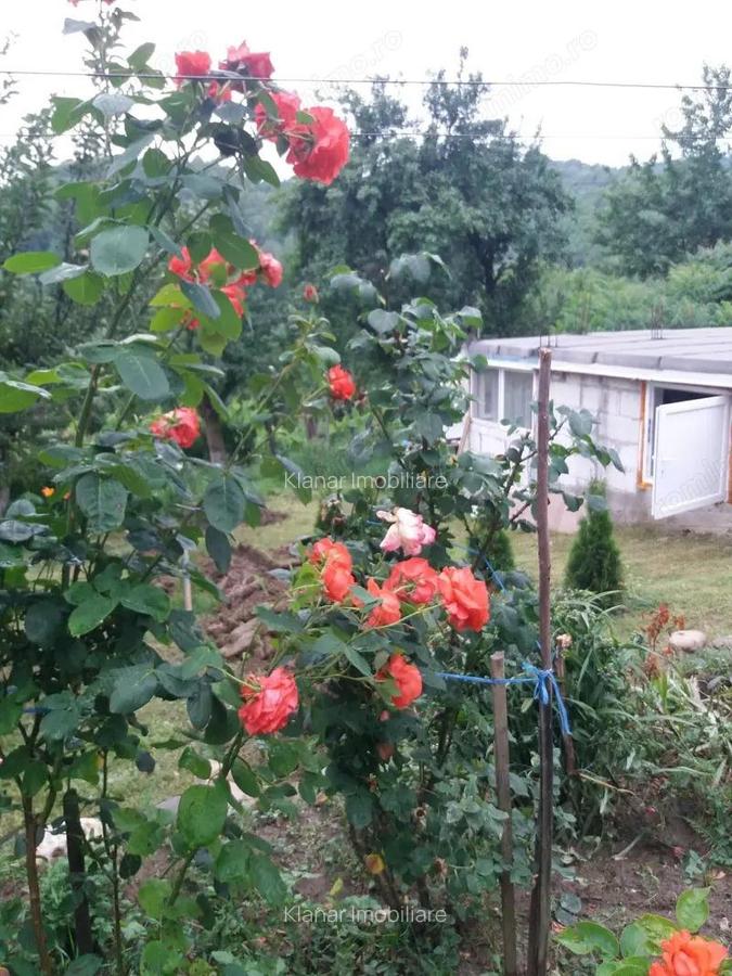 Teren 3950 mp in Capataneni Arges - 4