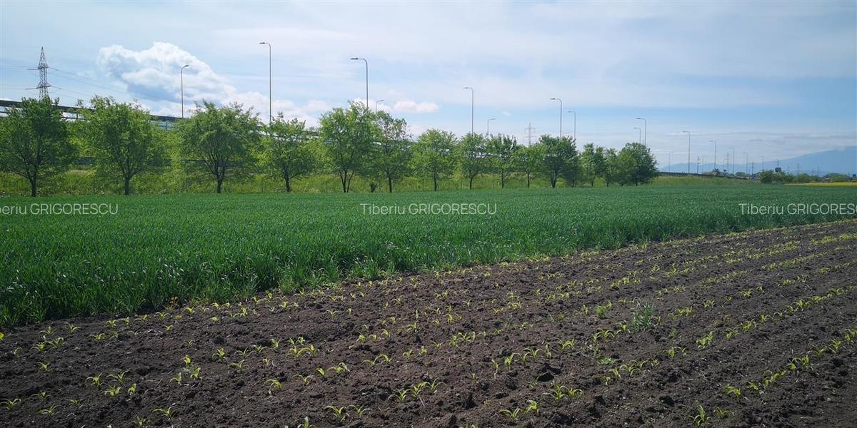 Teren Construcții intravilan de 1693 mp, în Stupini - 7