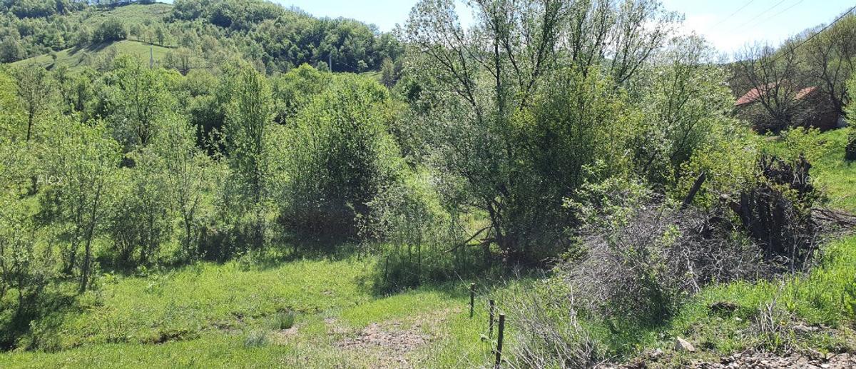 Teren 5.850mp poieni?a de vis la 2km de dunare, crusovita - 7