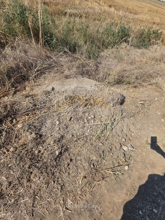 Teren intravilan 5.450 mp - Strada Castanilor, Ciorogârla - zonă rezidențială în - 3