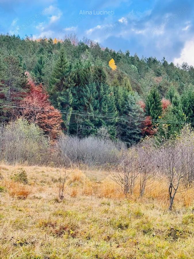 Teren 4,877mp Mara / Strada Principala - 2