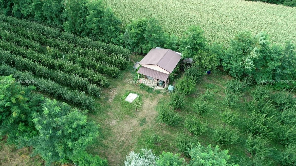 Vila + Afacere 15.000mp Clinceni - 4