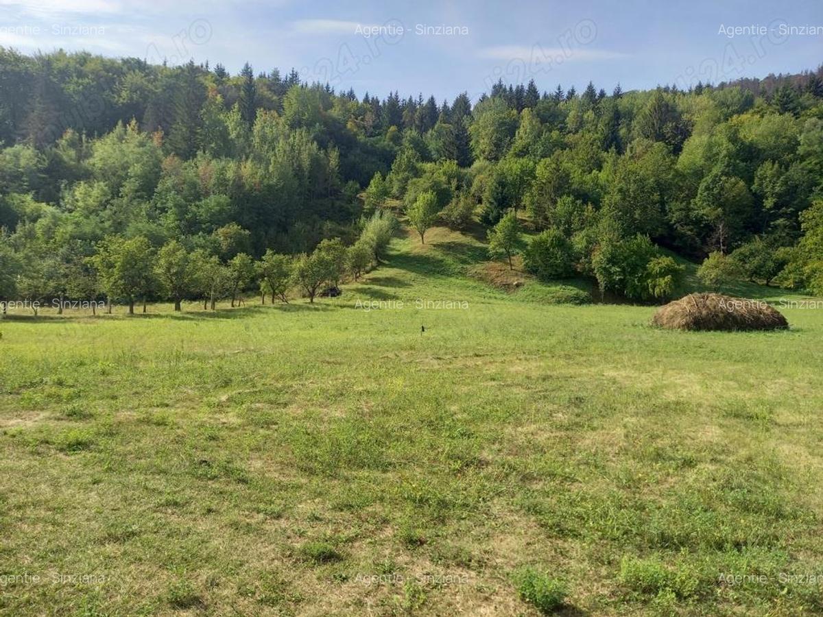 Teren Piatra-Neamt - 1