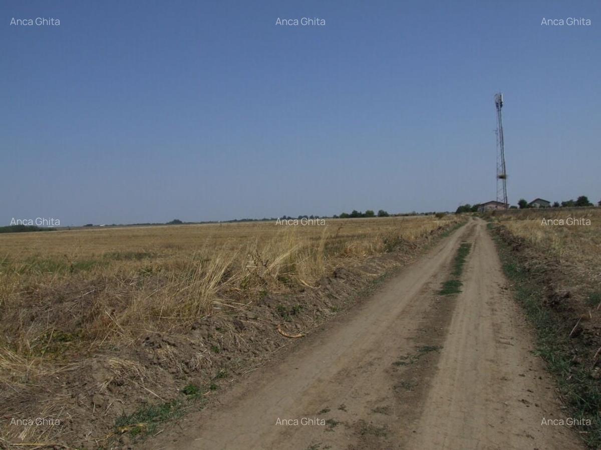 Domnesti-Teghes(Pinului) - 10