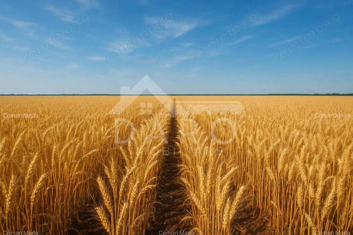 VAND TEREN ESTRAVILAN IN LOCALITATEA ZAGAR, JUDETUL MURES . - 2