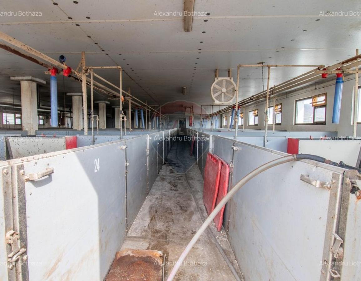 Ferma moderna de porci de vanzare in Curtuiusu Dejului - 2