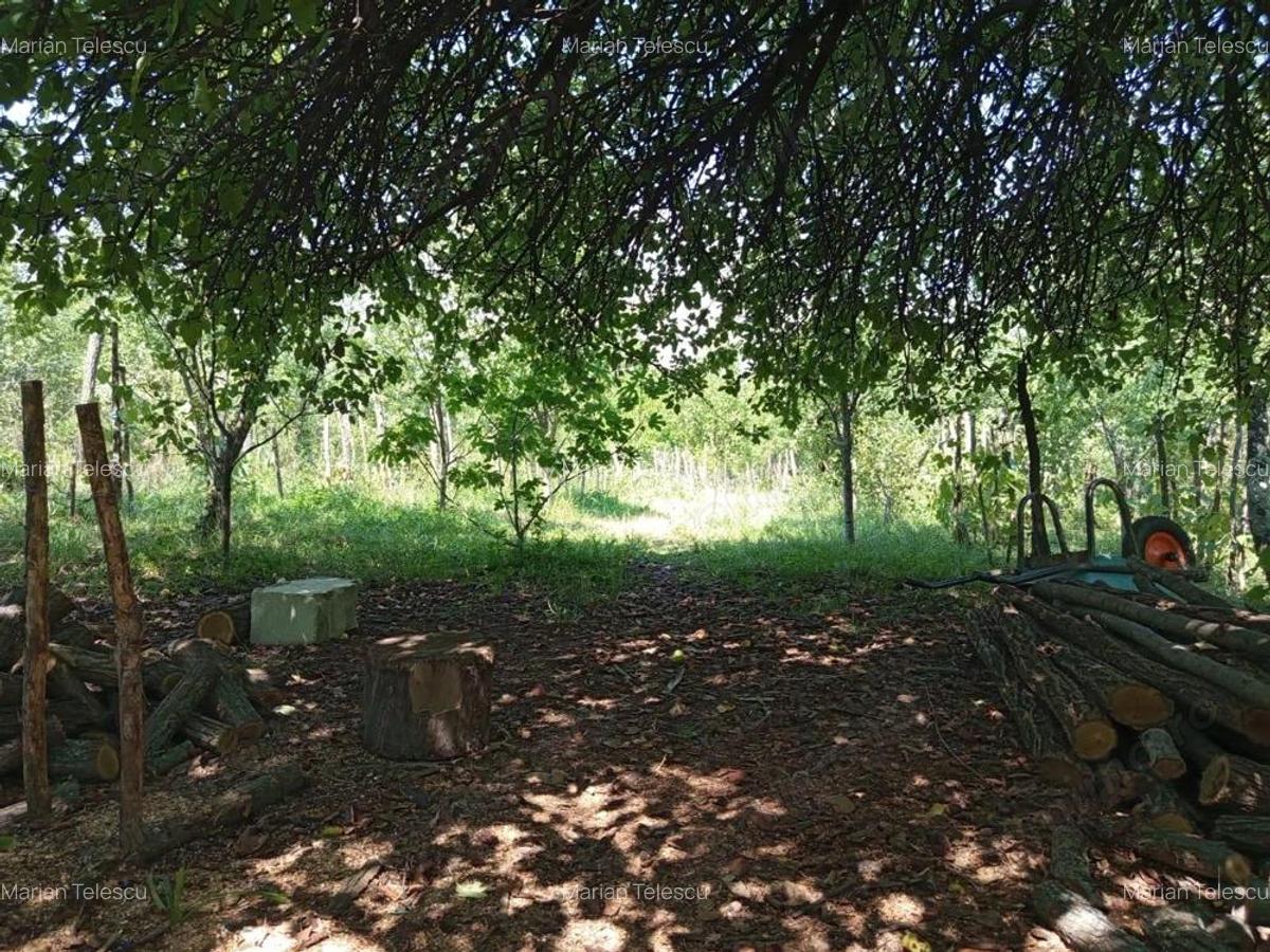 Ilidia, Casa de Vacanta, 3 Camere, 899mp Teren, Usor Negociabil - 8