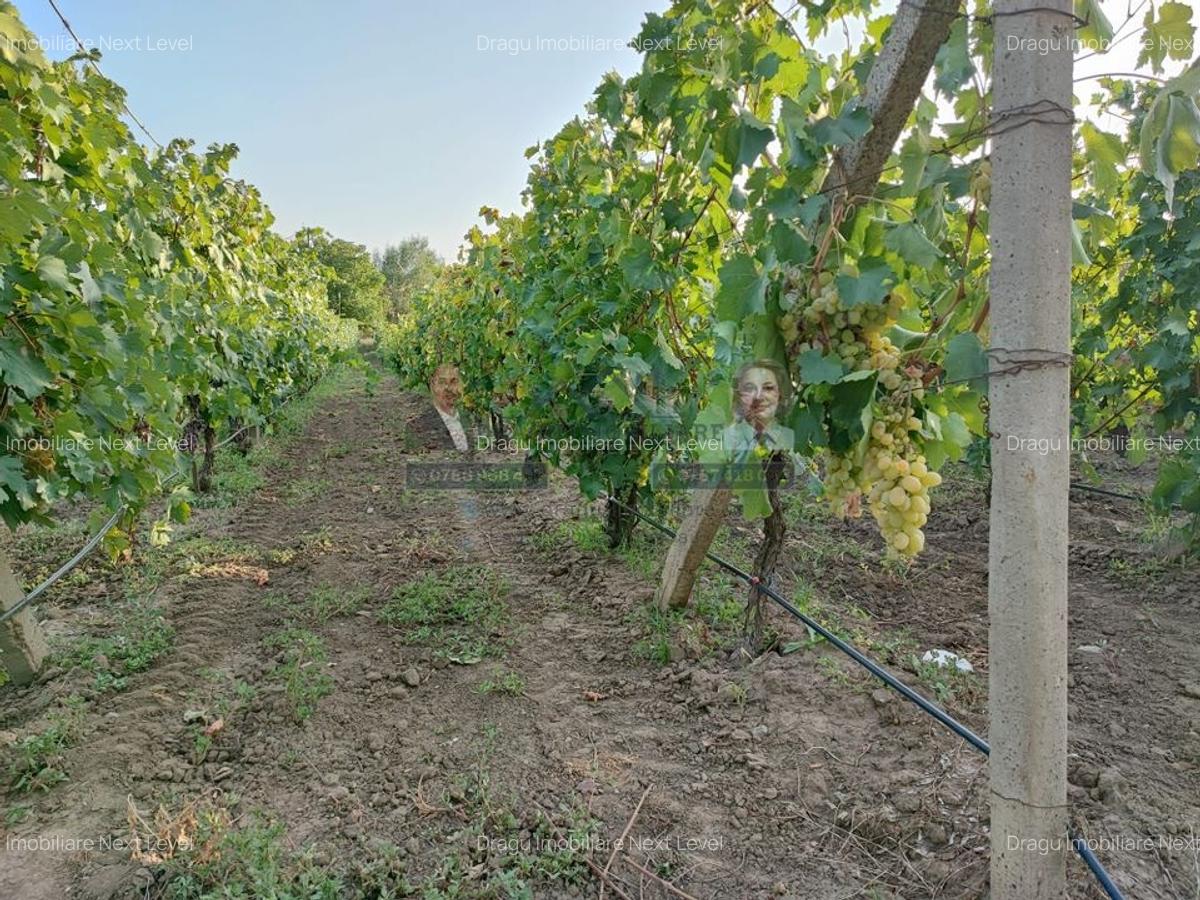 Teren intravilan Tecuci/Podgorie si Pomi Fructiferi/5000 mp - 2