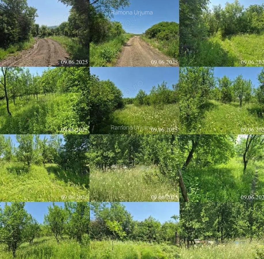 Teren extravilan, loc. Bobohalma, jud. Mures - 4