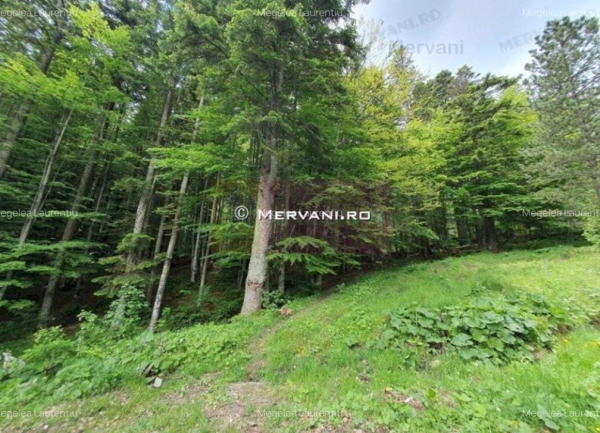 Teren intravilan de vanzare in Sinaia - Zona Furnica - 1