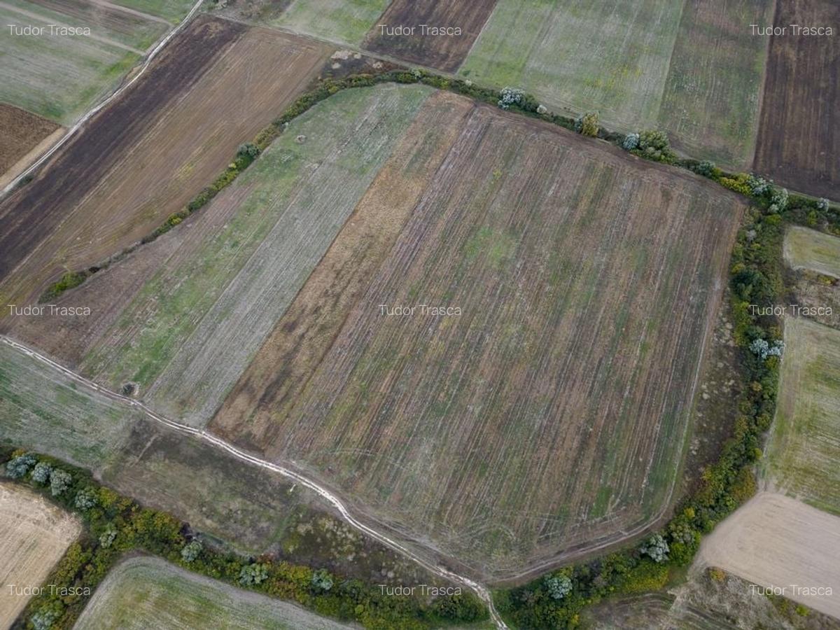 Teren agricol de 34.500mp în Albina, Județul Timiș - 5