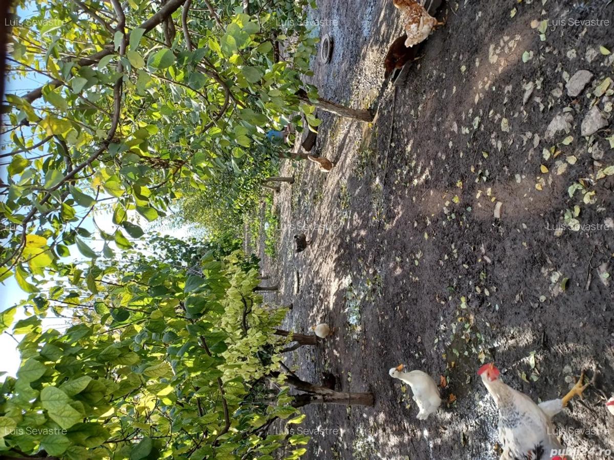 Vand casa Draganesti Jud Gala?i , 160m, teren 1750m cu livada de pruni ?i alte specii . - 9