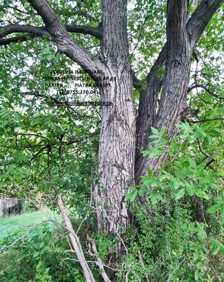 Teren intravilan 1480 mp, Alexandru cel Bun - 3