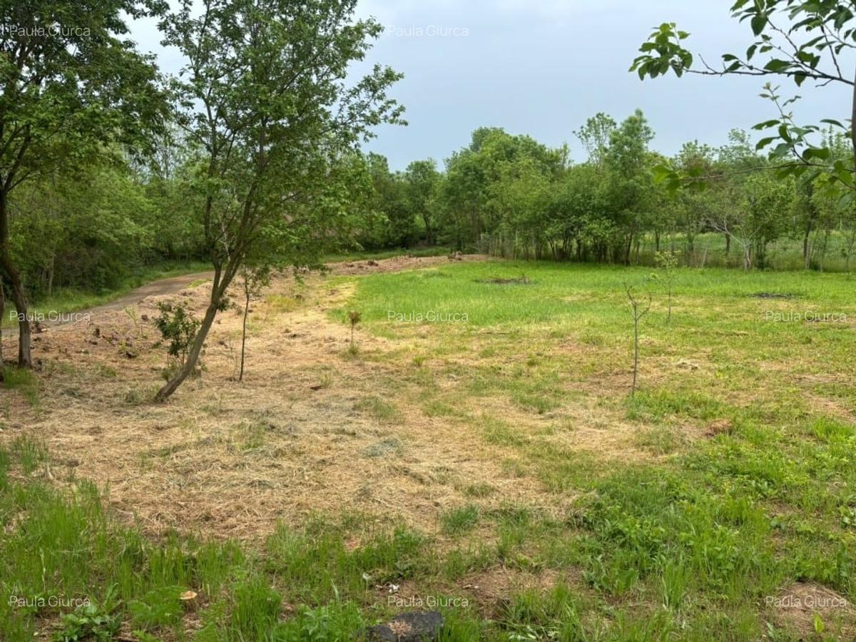 Vând teren 1050m² in Petrovaselo ( Recas ) 19900 - 4