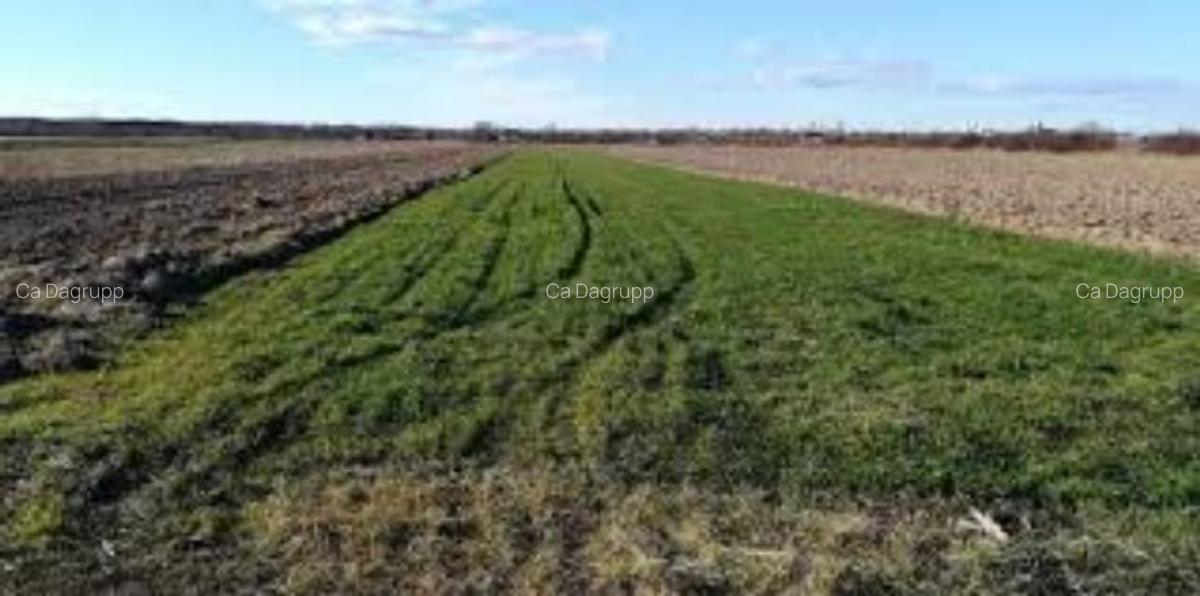 2,5 hectare de teren agricol in comuna Vedea din judetul Teleorman - 1