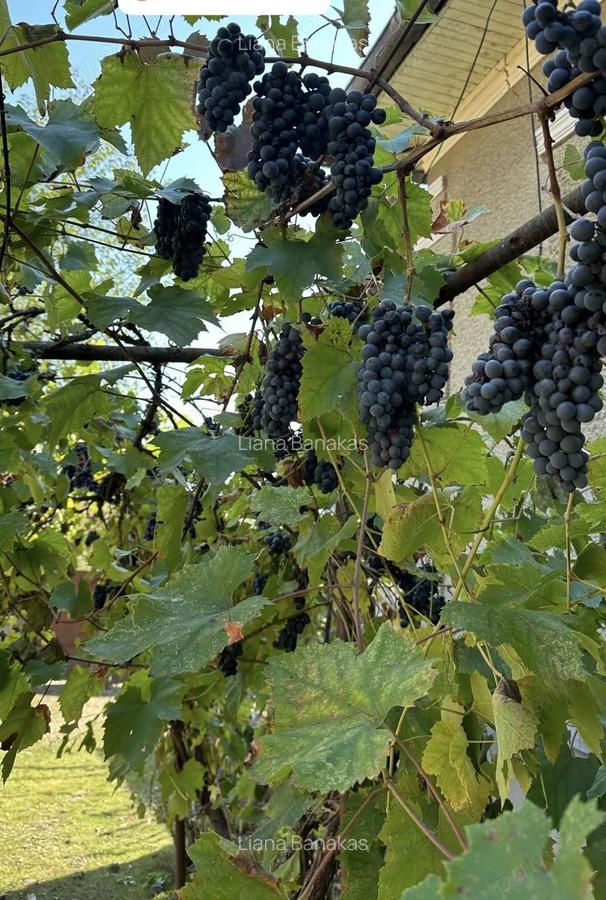 Vand casa taraneasca renovata partial cu 8000 mp gradina - 6