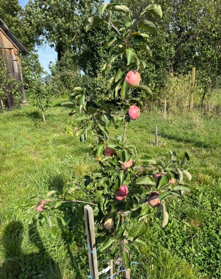 Casa Gornesti renovata 2025 semifinisata - 5