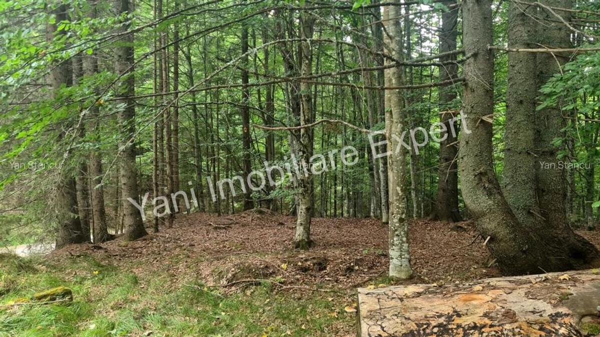 Teren de vanzare in apropiere de Transfagara?an ?i Valea Valsanului. - 20