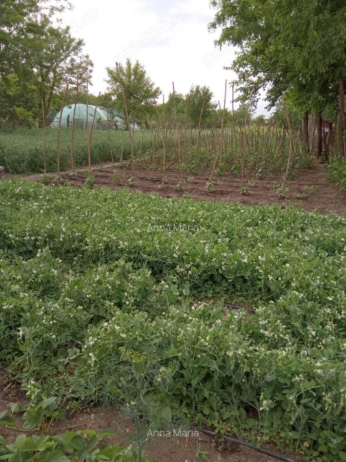 Vand casa comuna Baneasa, Giurgiu - 6