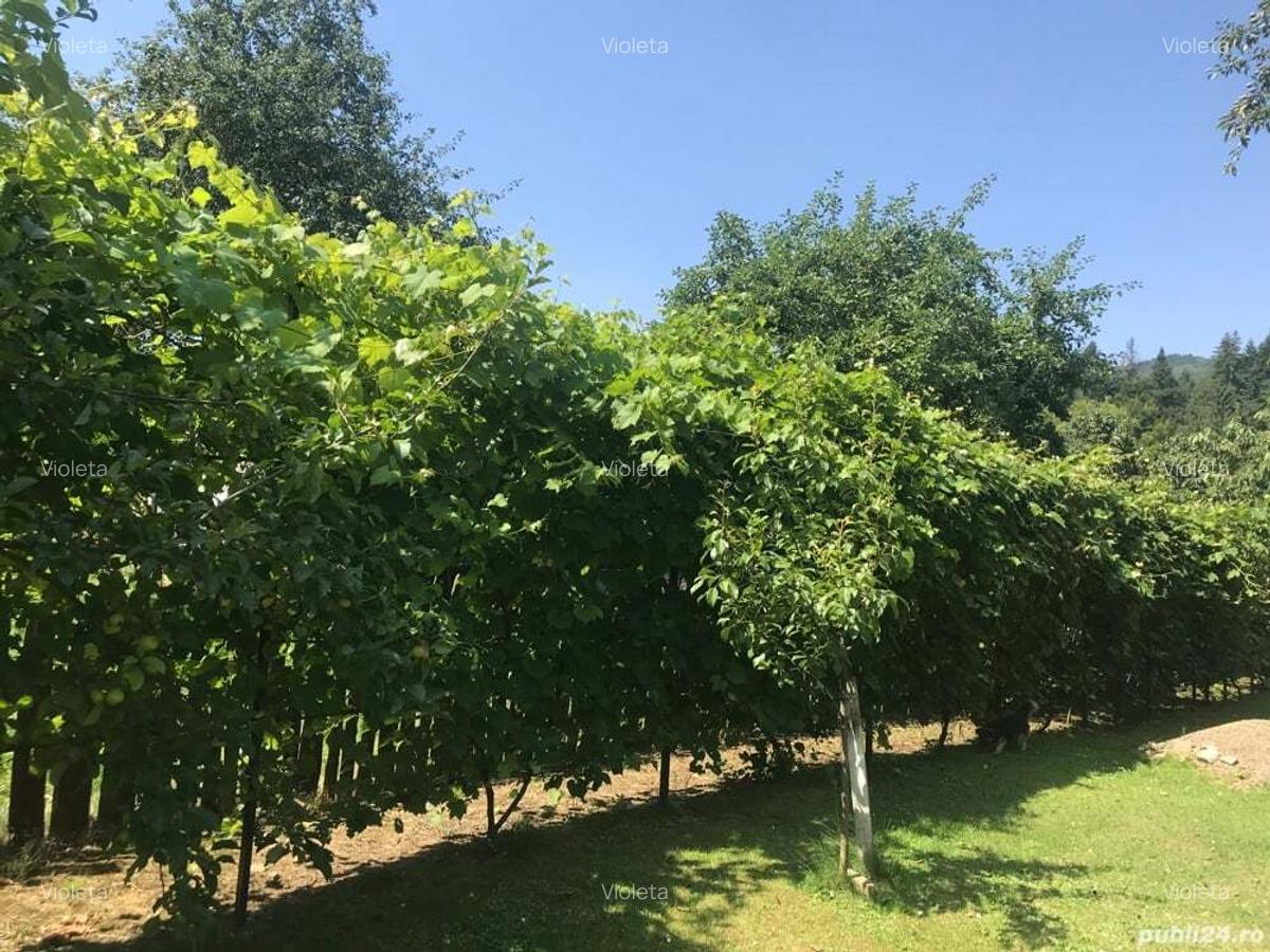 Casa,anexe si teren - 6