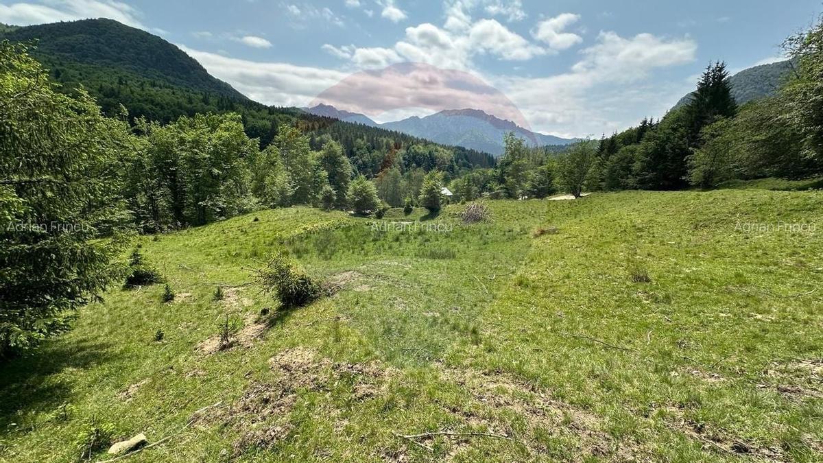Teren 8500 mp, Valea Dalghiului - Dalghiu - vedere catre Ciucas - 9