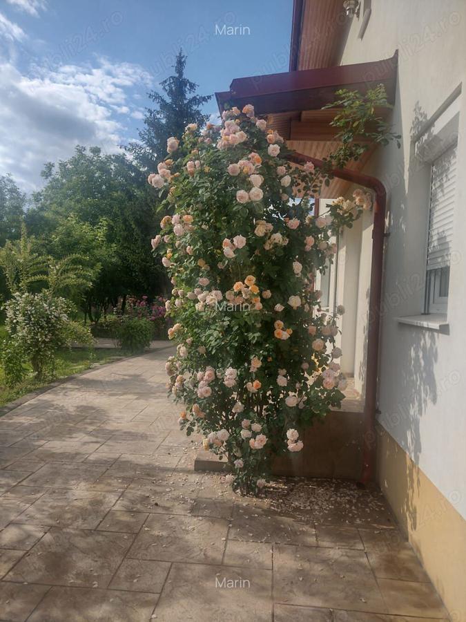 Vand casa Corbeanca - 2