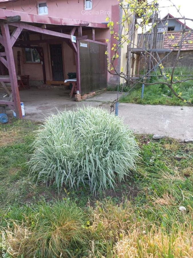 Vand casa - 3 Vand casa - 3