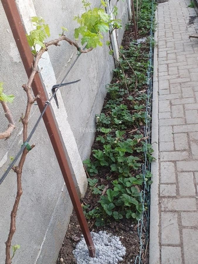 Proprietar vând 3 camere Sanandrei - 15