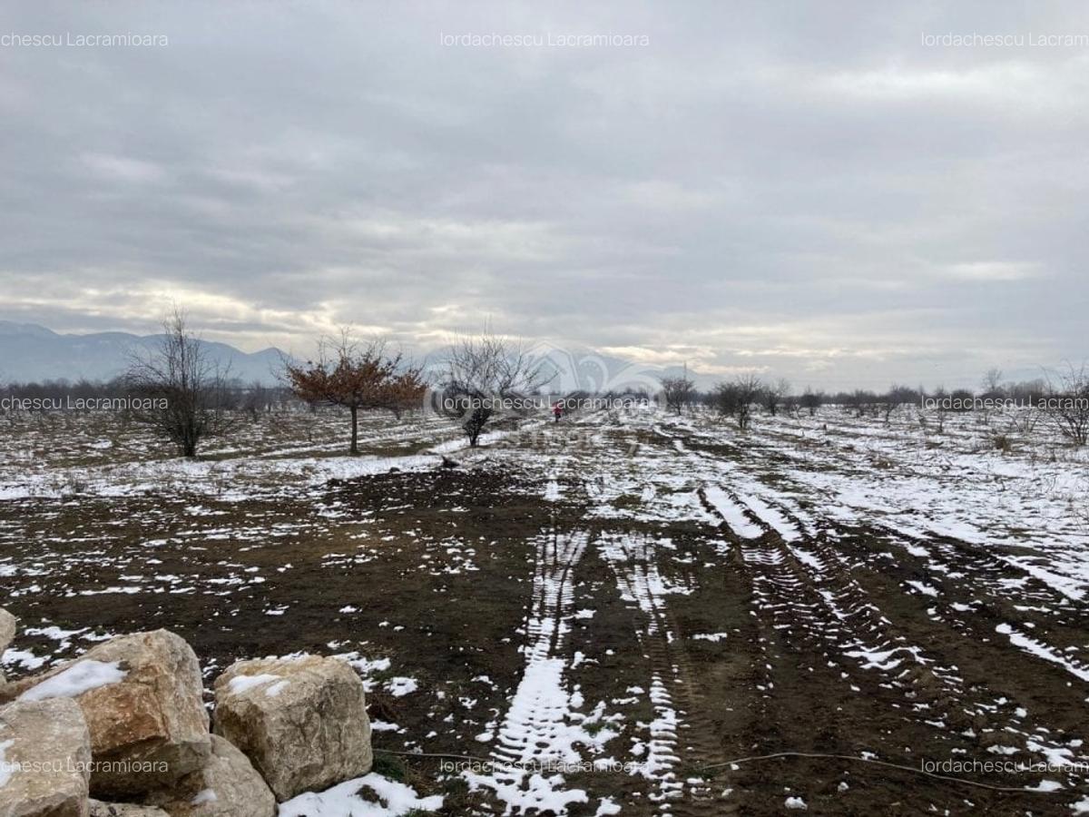 Teren Construcții intravilan de 6000 mp, în Ghimbav - 4