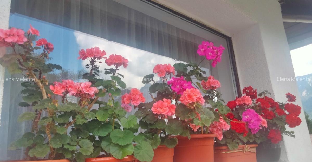 Apartament 2 camere in vila, peisaj fantastic catre mun?ii Bucegi!!! - 12
