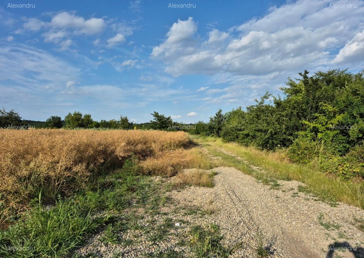 Teren ieftin la liziera padurii Balotesti, 13500 euro - 2
