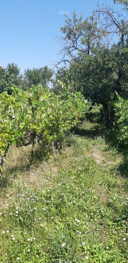 Vand casa in comuna Suplacul de Barcau, Bihor - 1