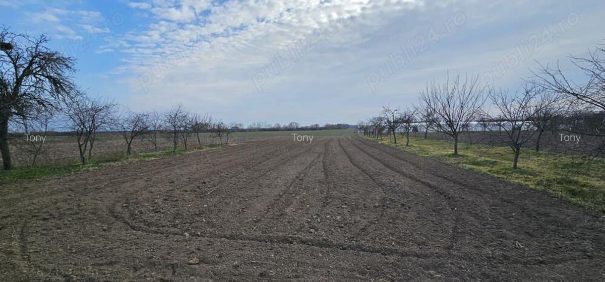 Vand casa si gradina in Satu Nou, Comuna Misca Jud, Arad - 9