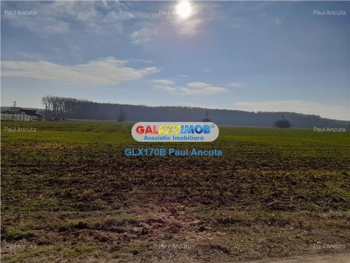 Teren latura Padure Snagov Ciofliceni 10000 mp utilitati - 1