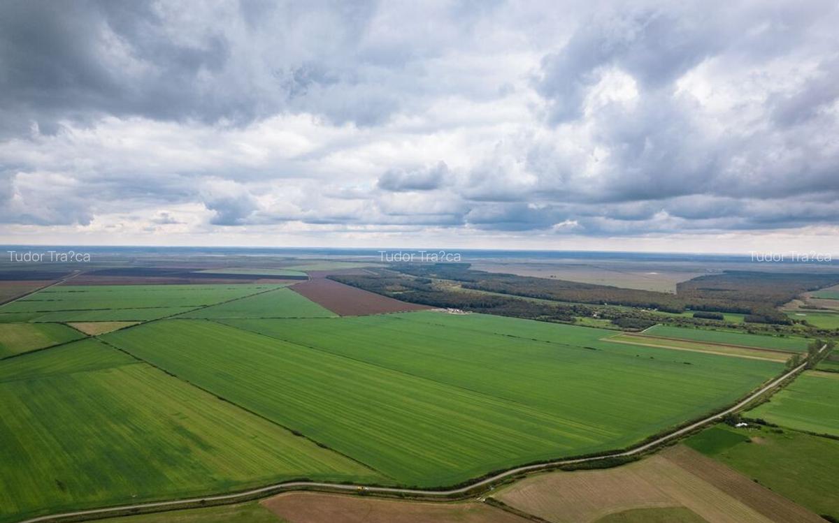 Teren arabil de 985 hectare in Bihor - 1 Teren arabil de 985 hectare in Bihor - 1