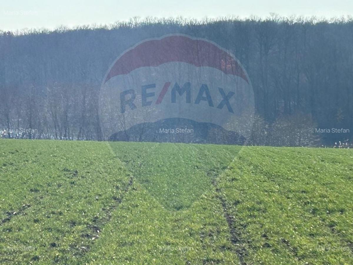 DE VANZARE intravilan LAC, Moara Vlasiei, Caldarusani TEREN ECHITATIE - 3