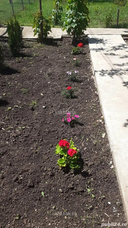 Vand casa cu teren 800mp in Mosteni jud Teleorman - 5