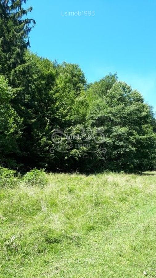 Vand teren si padure conifere in Albestii de Muscel. - 8